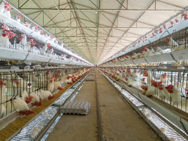 Poultry Farm Manager Software Free Download - discountspassl